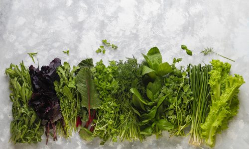 Fresh greens basil,coriander,lettuce,purple basil,mountain coria